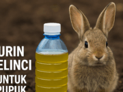 Andy Utama & Arista Montana: Inovasi Pupuk Organik dari Urin Kelinci untuk Pertanian Berkelanjutan