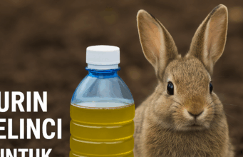 Andy Utama & Arista Montana: Inovasi Pupuk Organik dari Urin Kelinci untuk Pertanian Berkelanjutan