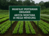 Manfaat Pertanian Organik Arista Montana: Menghidupkan Alam dan Ekonomi di Mega Mendung Manfaat Pertanian Organik Arista Montana