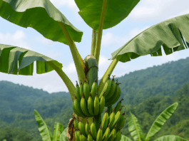 1800 Pohon Pisang untuk Ketahanan Pangan