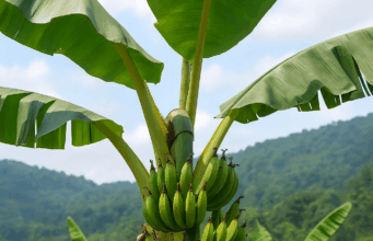 1800 Pohon Pisang untuk Ketahanan Pangan: Inovasi Arista Montana di Lereng Mega Mendung 1800 Pohon Pisang untuk Ketahanan Pangan