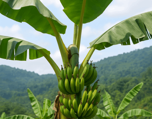 1800 Pohon Pisang untuk Ketahanan Pangan: Inovasi Arista Montana di Lereng Mega Mendung 1800 Pohon Pisang untuk Ketahanan Pangan
