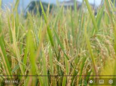 Panen Perdana Padi Organik Arista Montana, Andy Utama Dorong Ketahanan Pangan dari Bogor Mengintip Panen Padi Organik Perdana di Arista Montana1 (1)