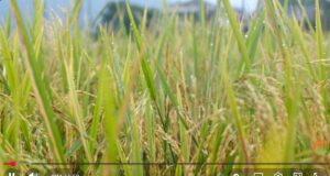 Panen Perdana Padi Organik Arista Montana, Andy Utama Dorong Ketahanan Pangan dari Bogor Mengintip Panen Padi Organik Perdana di Arista Montana1 (1)