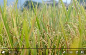 Panen Perdana Padi Organik Arista Montana, Andy Utama Dorong Ketahanan Pangan dari Bogor Mengintip Panen Padi Organik Perdana di Arista Montana1 (1)