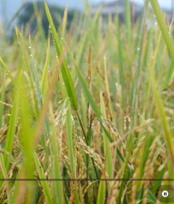 Panen Perdana Padi Organik Arista Montana, Andy Utama Dorong Ketahanan Pangan dari Bogor Mengintip Panen Padi Organik Perdana di Arista Montana1 (1)