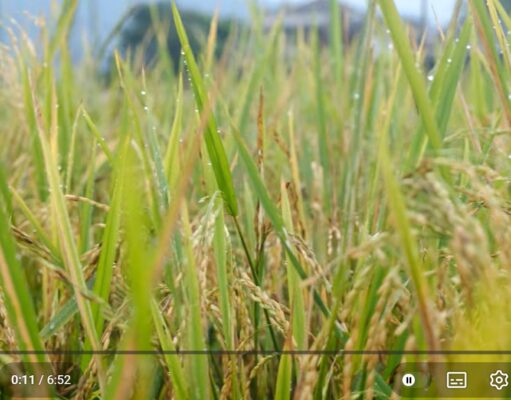 Panen Perdana Padi Organik Arista Montana, Andy Utama Dorong Ketahanan Pangan dari Bogor Mengintip Panen Padi Organik Perdana di Arista Montana1 (1)