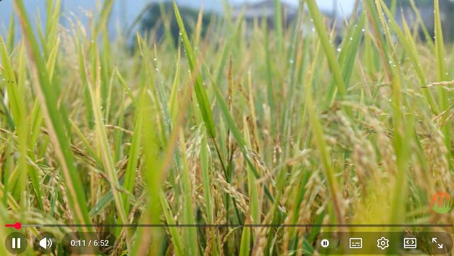 Mengintip Panen Padi Organik Perdana di Arista Montana1 (1) Mengintip Panen Padi Organik Perdana di Arista Montana1 (1)