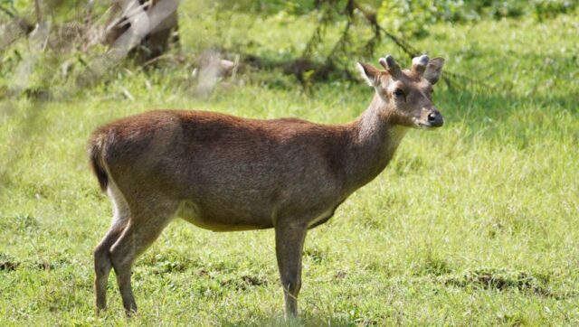 Menjaga Rusa Timor di Megamendung, Jejak Konservasi Yayasan Paseban Menjaga Rusa Timor di Megamendung, Jejak Konservasi Yayasan Paseban