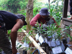 Paseban Foundation Tanam 21.831 Pohon, Konservasi Megamendung Didorong Lintas Generasi 21.831 Pohon Ditanam Upaya Menjaga Biodiversitas Megamendung Terus Berlanjut (41)