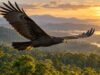 Pengamatan di Megamendung Catat Tiga Jenis Raptor Migran, Pemantauan Tahunan Diharapkan Petakan Pergerakannya Pengamatan di Megamendung menghasilkan 915 catatan raptor migran dari tiga jenis. Pemantauan tahunan diharapkan membantu pemetaan pergerakan burung.
