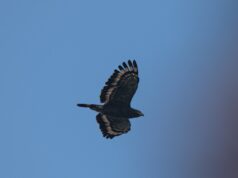 Hutan Paseban Jadi Persinggahan 915 Raptor, Pengamat Dorong Pemantauan Migrasi Rutin di Megamendung hutan-paseban-persinggahan-915-raptor-pemantauan-migrasi-megamendung