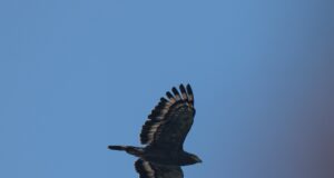 Hutan Paseban Jadi Persinggahan 915 Raptor, Pengamat Dorong Pemantauan Migrasi Rutin di Megamendung hutan-paseban-persinggahan-915-raptor-pemantauan-migrasi-megamendung